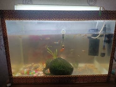 akvaryum baliqlar: Dördbucaq akvarium, Balıqlarla birlikdə, 70 l, Ödənişli çatdırılma — 4
