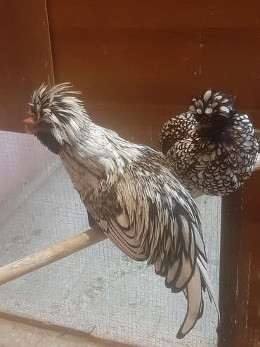 Inəklər, öküzlər: Toyuq, Damazlıq — 1