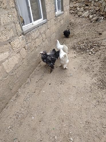 broyler cuce satisi: Toyuq, Yumurtalıq — 7