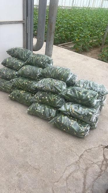 Məhsul: İstixana kornişon xiyarları Semkir xiyari di bubdeq var kisesi