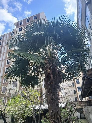 heyet gulleri ve adlari: Yelpək yarpaqlı palma ağacı Zaqatalada (Trachycarpus fortunei) - — 1