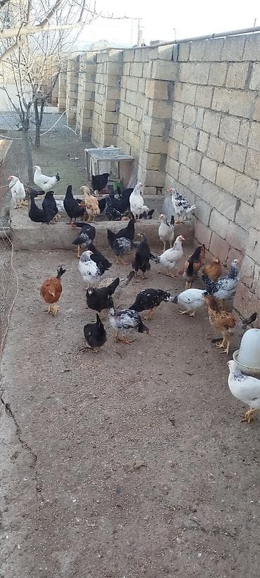 cins heyvanlar: Temiz heyet beceleri oz heyetimin mehsuludur. Tek tek satilmir. 4 — 2