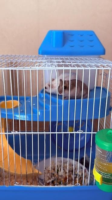 qefes: Hamster üçün tam dəst qəfəs Ağ və boz rəngli sevimli xamyaklardır — 1