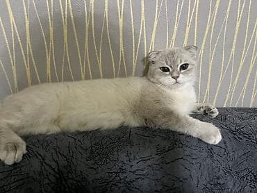 Şotland, Dişi, Yaxşı əllərə, Ünvandan götürmə