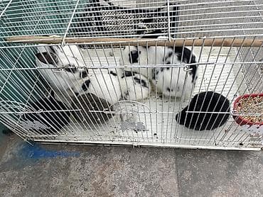 Dovşan ailesi satılır 5 bala 1ana 1ata hamısı bir yerde 50 manat son