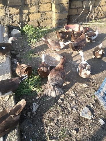 yuxuda ördək balası görmək: Salam bu őrdəklərin mayalı yumurtası var satılır təzə qariçnì sortdu — 3