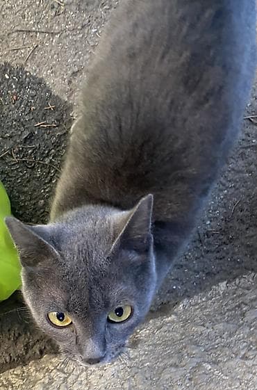 ucuz pitbul: Boz tüklü pişik - Rəng: vahid tünd-boz (dumanı xatırladan rəng — 3