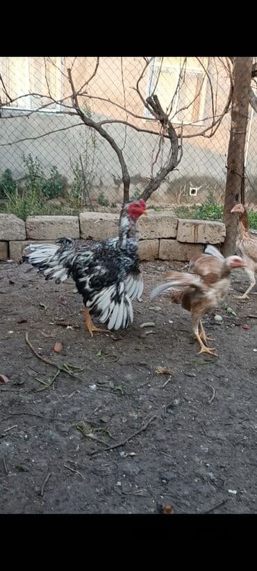 Cücələr: Xoruz, il: <1 — 4