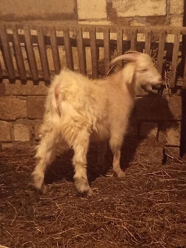 Зоотовары: Super kök Sibir satılır təcili vatsap aktivdi — 3