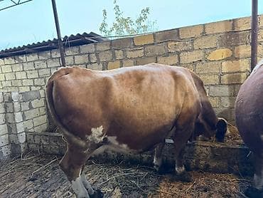 Temiz smental disi bogaz heyvanlardi tam saglam.avustralya smentali