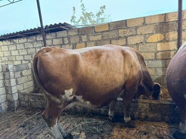 inək öd daşı: Temiz smental disi bogaz heyvanlardi tam saglam.avustralya smentali — 4