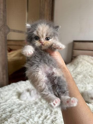 Gəmiricilər: Fars — 2