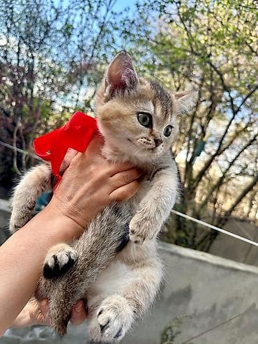 pisiyler: Britan — 2