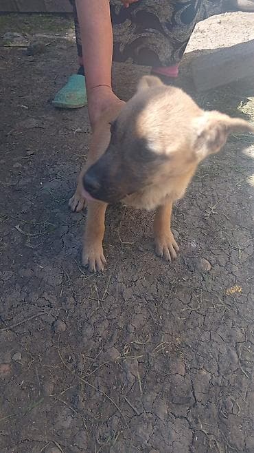 sirin it sekilleri: It balası – qarışıq cins tipli, orta ölçüyə doğru böyüyən. - Rəng — 7