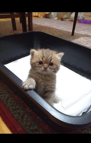 şotlan: Şotland, Erkək, Yaxşı əllərə, Ünvandan götürmə — 7