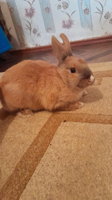 Ev dovşanı – miniatür, ev şəraitinə uyğun - Növ: ev dovşanı (qısa