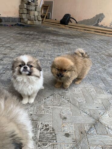 Şpitz, 2 ay lalafo.az -da Şpitz, 2 ay