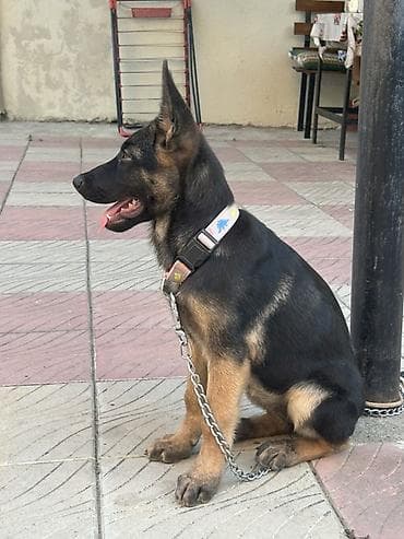 it sekilleri: Alman çoban iti, 3 ay, Dişi, Peyvəndli, Ünvandan götürmə — 2
