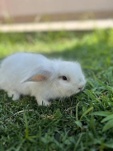 dovşan kamera: Holland Lop balası satılır. ✅ 1 aylıqdır ✅ Safqan Holland Lop ✅ Tam — 4