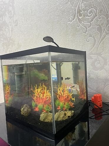 Dördbucaq akvarium, Balıqlarla birlikdə, 27 l lalafo.az -da Dördbucaq akvarium, Balıqlarla birlikdə, 27 l