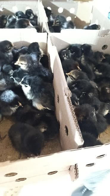 Qəmbəri Xarkov temiz qan lider 55 sereblis. 2 sort quban 308 yerli