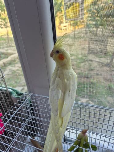 Pişiklər: Bozlar bir aylıqdı qiyməti 30 azn sarı 5 aylıq erkək qiyməti 45azn əl — 1