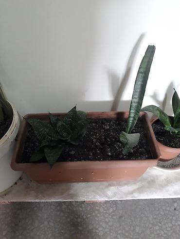 diffenbaxiya bitkisi haqqinda melumat: Məhsul: Sansevieria (Əjdaha dili, Qaynana dili) – müxtəlif ölçülərdə — 4