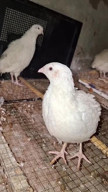 Bildirçin 8fərə 3 xoruz.2aylıqdılar.Mingəçevirdədi lalafo.az -da Bildirçin 8fərə 3 xoruz.2aylıqdılar.Mingəçevirdədi