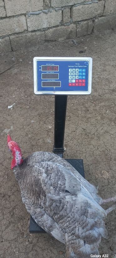 ingilis setter it cinsinin digər adı: Erkək, Damazlıq — 3