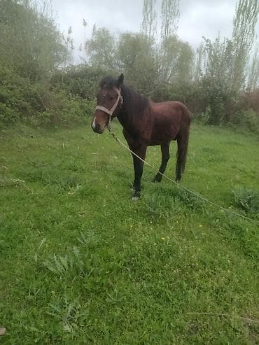 qara at sekilleri: Erkək, il: 5 — 3