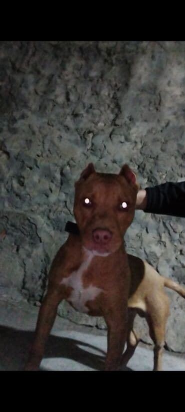 itler xaski: Pitbul, 6 ay, Erkek, Peyvəndli — 2