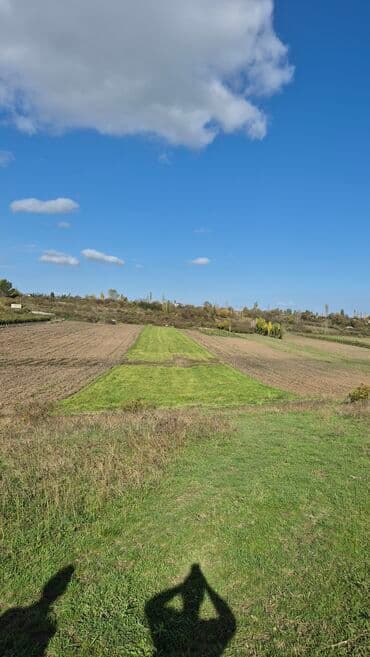 81 sot lalafo.az -da 81 sot