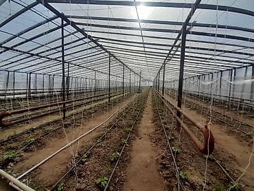 gence ucuz evler: 26 sot, Kənd təsərrüfatı, Mülkiyyətçi, Kupça (Çıxarış) — 9