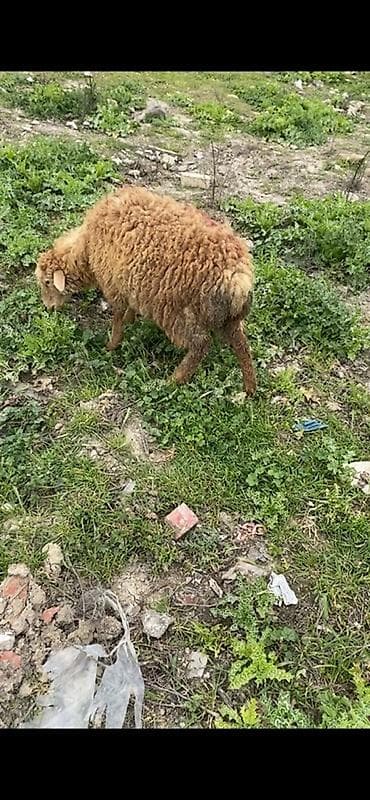 balaca meymun satisi: 6 dene quzudu 5 dişi 1 erkey — 4