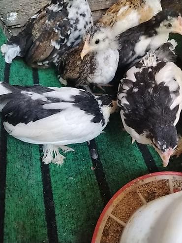 toyuq satılır: Toyuq, Milflör, Damazlıq — 7