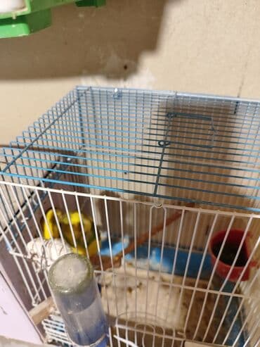 quş qəfəsi qiymətləri: Altında 4 balası var. Cox gözəl quşlardı. 2 dəfə bala verib — 2