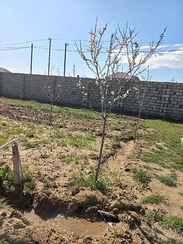 maştaga: 10 sot, Tikinti, Mülkiyyətçi, Bələdiyyə — 7