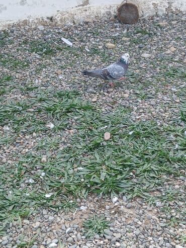 пудель карликовый цена: Göyərçinlər — 2