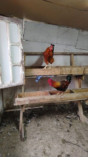 Kənd Xoruzları satılır yaşları 3-2 qiymət 25+30 arası