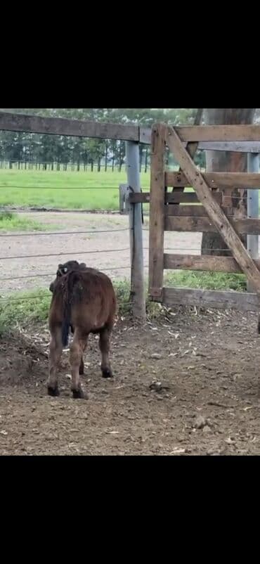 at və eşşəyin cütləşməsi: Məhsul: Qara və tünd qəhvəyi rəngli buzovlar (ətlik tip) Təsvir: - — 4