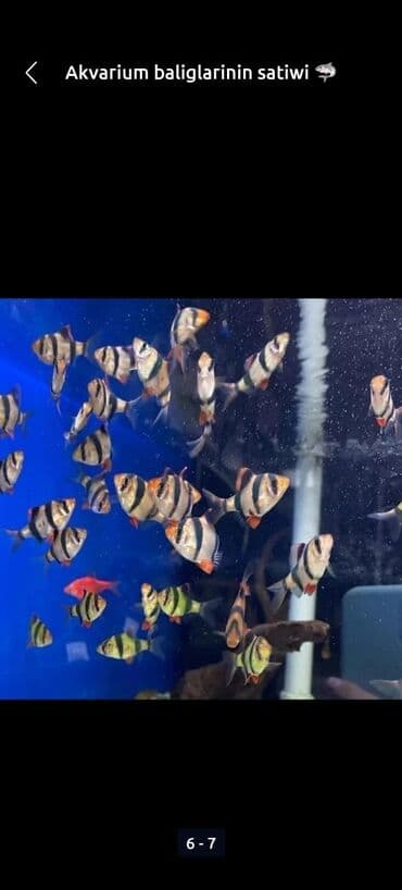 продажа аквариумных рыбок: Barbus baliglari Akvarium baliglarinin satiwi 🦈 Danio baligi olcu 2 — 1