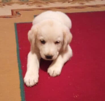 объявление о продаже собаки: 28 gunluk volkadaf satilir tecili erkekdi pul lazimdi ona gore satiram — 6