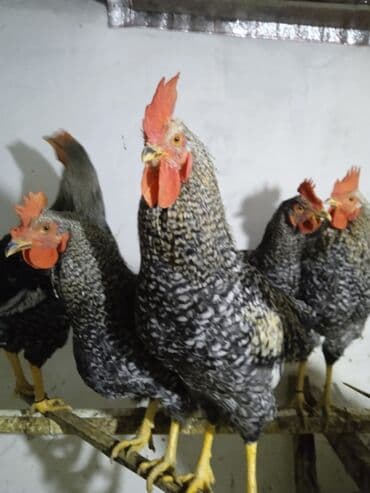 пудель в добрые руки: Temiz qan xarkov Xoruzlari yumurtlayan toyuqlarla veya qaz hinduska — 1