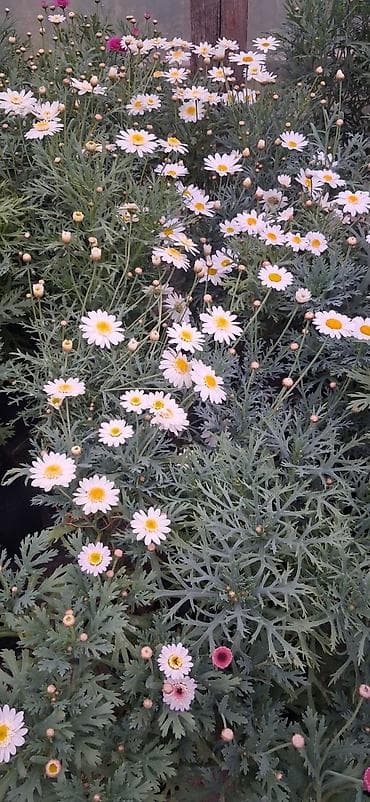 atatürk çiçeyi: Margaritka (Argyranthemum frutescens) kolları – ağ və çəhrayı — 3