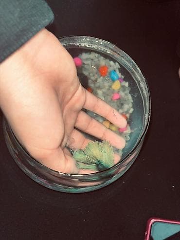 betta balıq: Betta (Petuşok balığı), Sülhsevər — 3