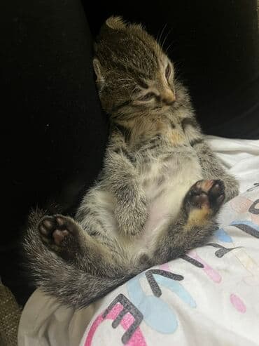 pişik sumkası: Dişi, Yaxşı əllərə, Ünvandan götürmə, Ödənişli çatdırılma — 4