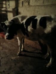 Коровы, быки: Самка, Holsteyn, лет: 2, 200 кг, Для молока, Бесплатная доставка — 6