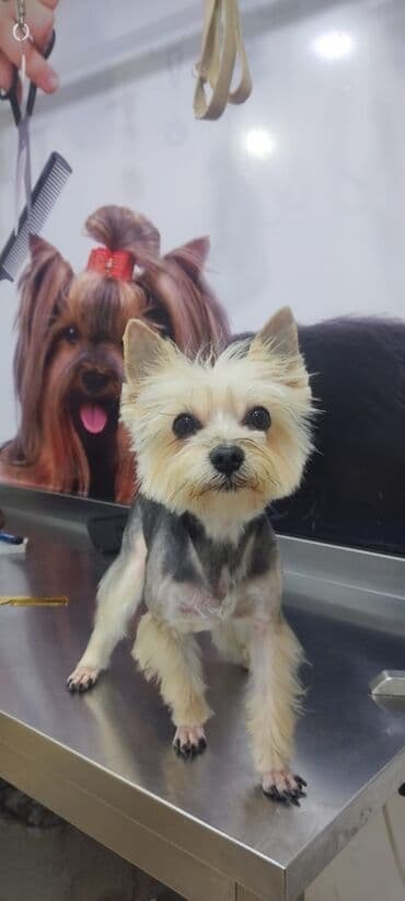 Yorkşir teryer, 2 il, Erkek, Cütləşmə üçün, Pulsuz çatdırılma