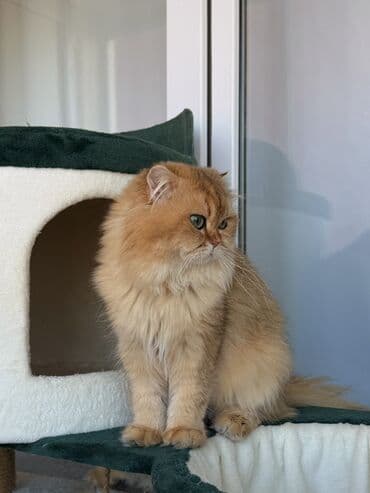 ucuz pişiy: Britan, Erkək, Cütləşmə üçün — 1