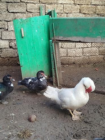 ördeyler: Lal ördəklər satilir 15 20 ədəd var yumurtluyurlar erkəklər 30 35 — 10